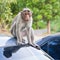 Male Bonnet Macaque on a Car Roof