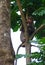 A Male Bonnet Macaque sitting high on Branch of a Tree