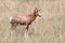 Male Bontebok antelope