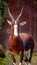 Male Bontebok Antelope