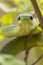 Male Boomslang snake, (Dispholidus typus), South Africa