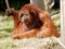 Male Bornean orangutan with orange reddish long hair, big wang lobes in Zoo