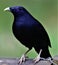 Male bowerbird in the Victorian High country