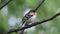 Male Brambling among birch branches in Siberia