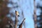 Male brambling (Fringilla montifringilla) perched in evening sunlight