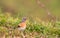 Male Brambling on grass