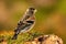 Male brambling sitting on a branch covered with green moss in autumn nature