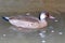 Male of Brazilian Teal Amazonetta brasiliensis swimming isolated in a lake