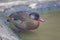 Male Brazilian Teal or Brazilian Duck, Amazonetta brasiliensis swimming