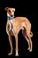 Male breed Horta Greyhound on a black background