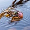 Male breeding wood duck (Aix sponsa) with crested head in pruning itself in water surrounded by ripples