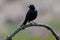 Male Brewer`s Blackbird