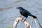 The Male Brewer`s Blackbird at Malibu Lagoon in September