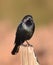 A male Brewer`s blackbird on a post