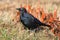 Male Brewers Blackbird