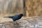 Male Brewers Blackbird, Euphagus cyanocephalus