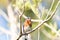 Male bright bluebird Sialia sialis perches on a tree