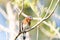 Male bright bluebird Sialia sialis perches on a tree