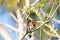 Male bright bluebird Sialia sialis perches on a tree