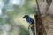 Male bright bluebird Sialia sialis perches on a tree