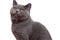 Male British Shorthair cat