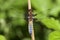 Male broad-bodied chaser