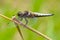 A Male Broad-bodied Chaser dragonfly.