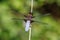 Male Broad-bodied Chaser Dragonfly - Libellula depressa at rest.