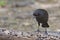 Male Bronzed Cowbird, Molothrus aeneus