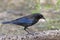 Male Bronzed Cowbird, Molothrus aeneus, side view