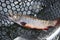 Male brook trout in a landing net