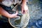 Male brook trout in a landing net