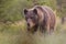 Male brown bear standing on the meadow in the summer with blurred background.