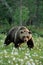 Male brown bear walking