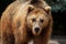 Male brown bear walks arround