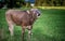 Male brown cattle