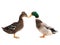 Male brown duck and female duck isolated