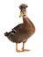 Male brown duck isolated