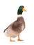 Male brown duck isolated