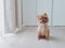 male brown pomeranian dog smiling sitting infront of white cabinet near cream curtain on wooden floor interior room