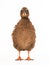 Male brown shaggy duck isolated