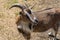 Male brown and white goat billy with large antlers