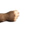 Male brutal hairy hand clenched into a fist and thumb sticks out between the middle and index fingers