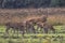 Male buck deer guarding doe