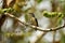 Male buff-bellied flowerpecker