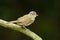 Male Buff-breasted Babbler