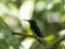 Male Buff-Winged Starfrontlet, Coeligena lutetiae, Mindo, Ecuador