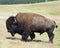 Male Buffalo Gracing in the Grasslands of North Dakota