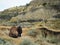 Male Buffalo Resting in the Unique Landscape of North Dakota