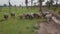 Male buffalo trying to mate in front of herd of buffaloes